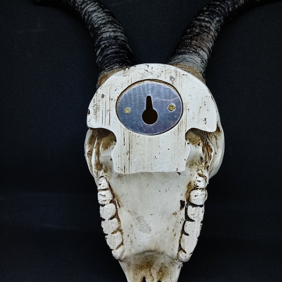 Skull - Picture 4 of 4